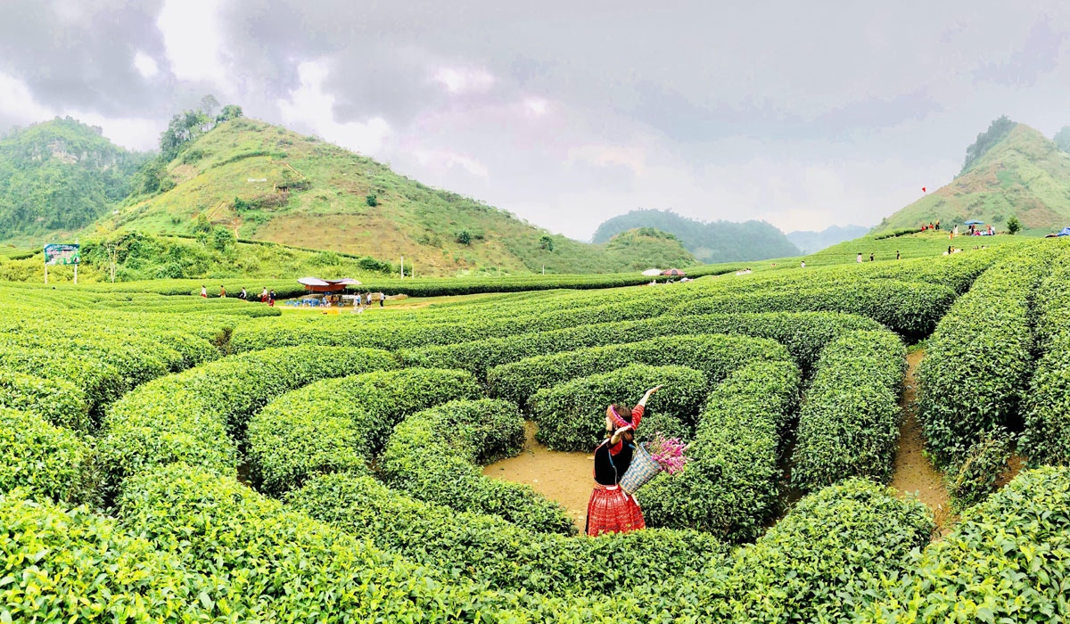 Tour Mộc Châu 2N1D: Hà Nội - Thác Dải Yếm - Đồi Chè Trái Tim - KDL Happy Land