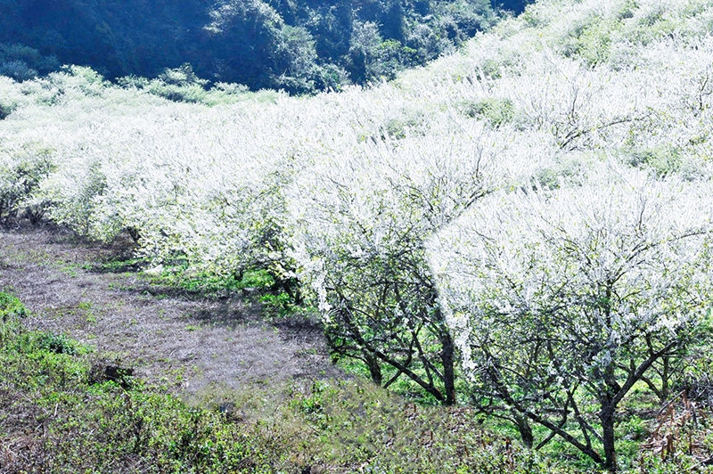 Tour Mộc Châu 2N1D: Mùa Hoa Đẹp Nhất Trong Năm - Săn Mây Tà Xùa